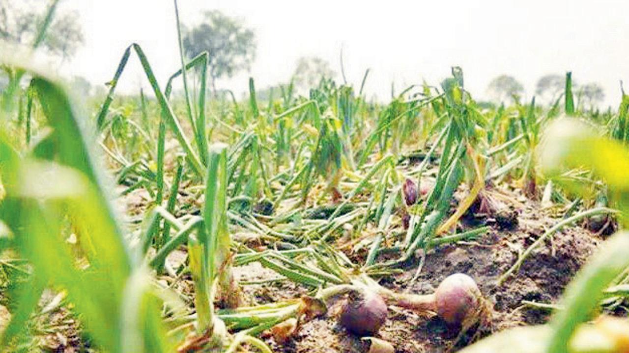 Maharashtra: Rs 50 cr meant for crop loss compensation ‘misappropriated’