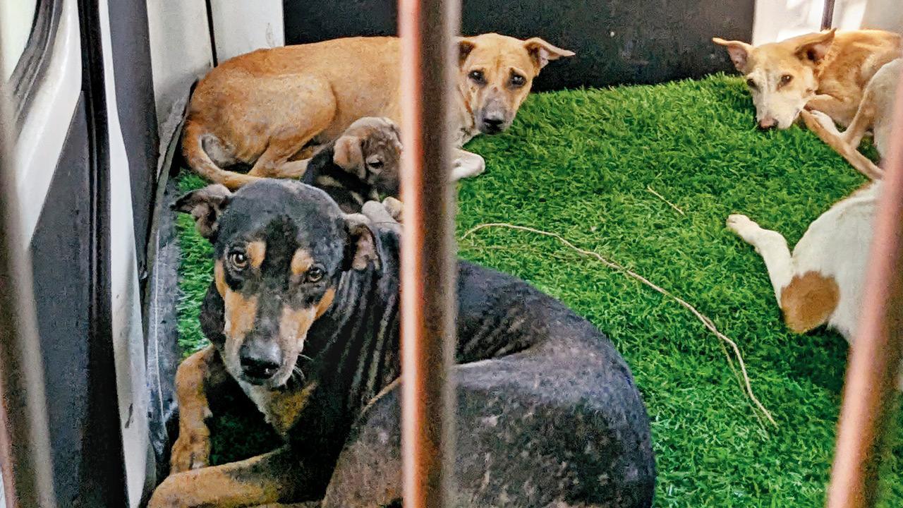 Mumbai: Hsg society accused of dumping strays in Aarey, two pups dead