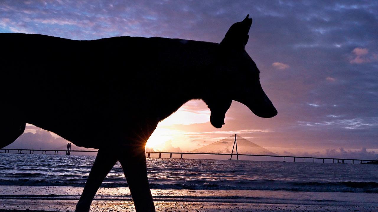 Number of stray dogs on Mumbai streets sees 21 per cent drop since 2014