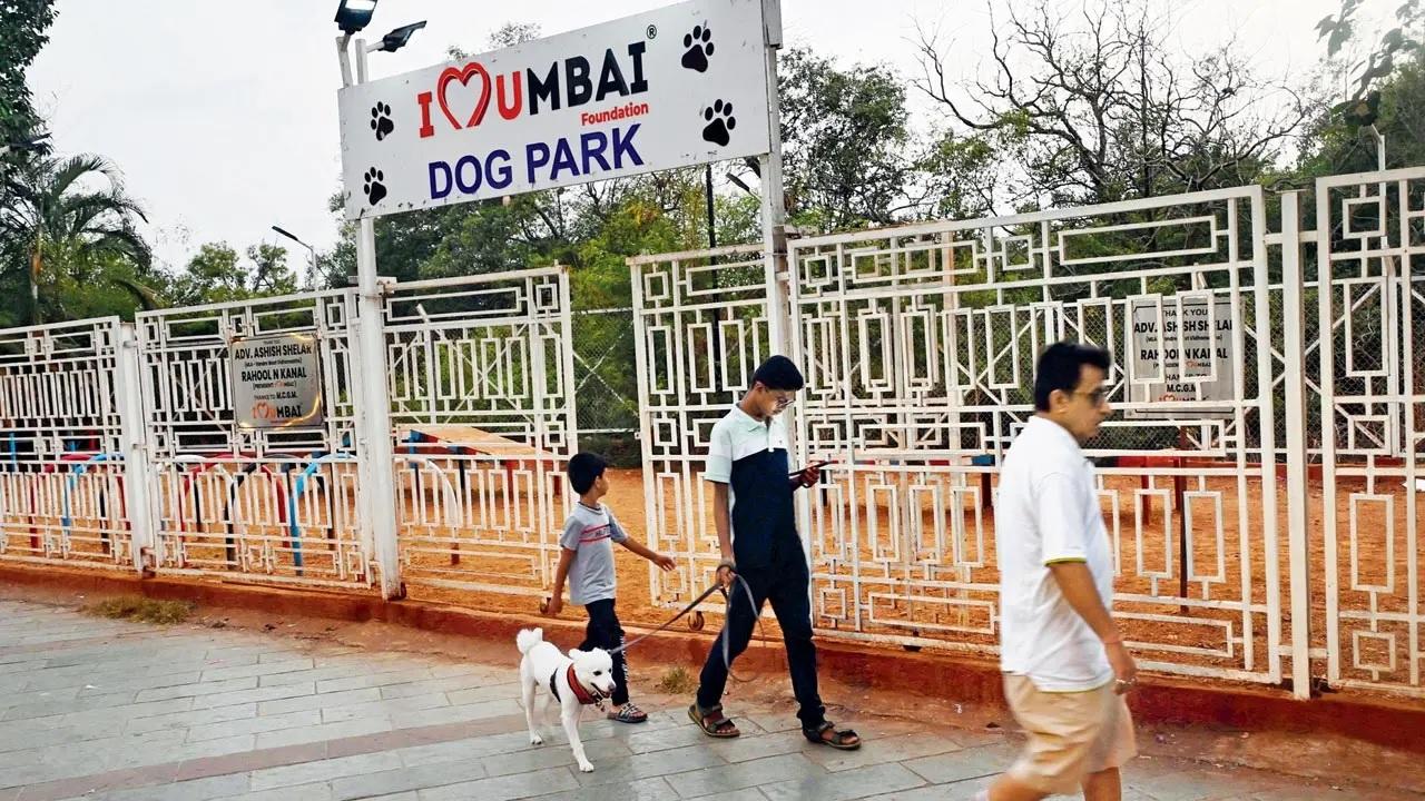 Dog watch awayA fenced-in slice of freedom where dogs run leash-free and humans swap names of pet groomers, Carter Road’s dog park is small, but it’s where the pets are the happiest. You will find everyone here: pugs, indies, Golden Retrievers, Huskies, and the occasional overexcited Beagle in a bowtie. They have ample room for zoomies, little obstacles to train and practice manoeuvres, and a place where they can meet and befriend fellow furry creatures. Don’t have a dog? Come anyway, it’s a joy to see and pet (with permission, of course) big and small dogs at their happiest
Time: 5 am - 11 pm