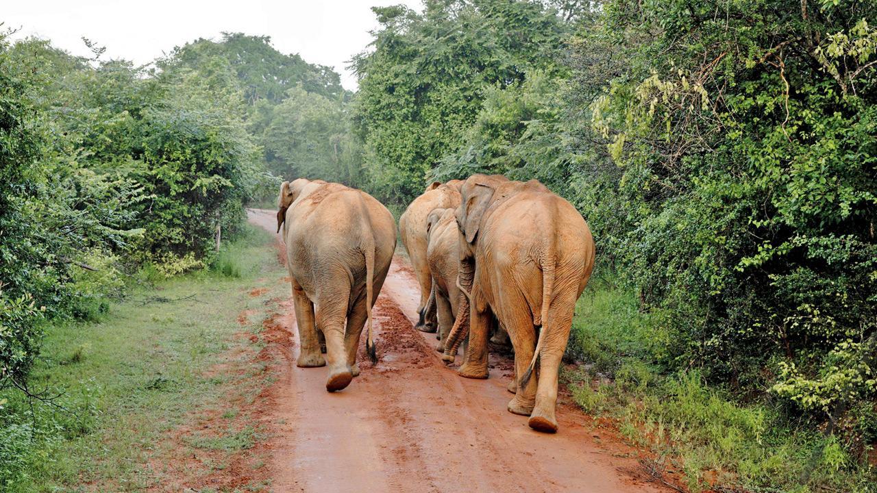 Maharashtra turns to Karnataka for help capturing ‘killer’ elephant