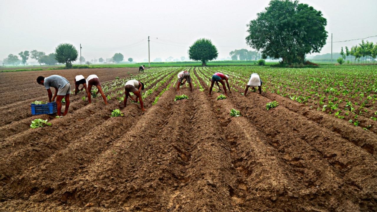 Maha govt brings new crop insurance scheme, farmers to pay 1.5-2 pc premium