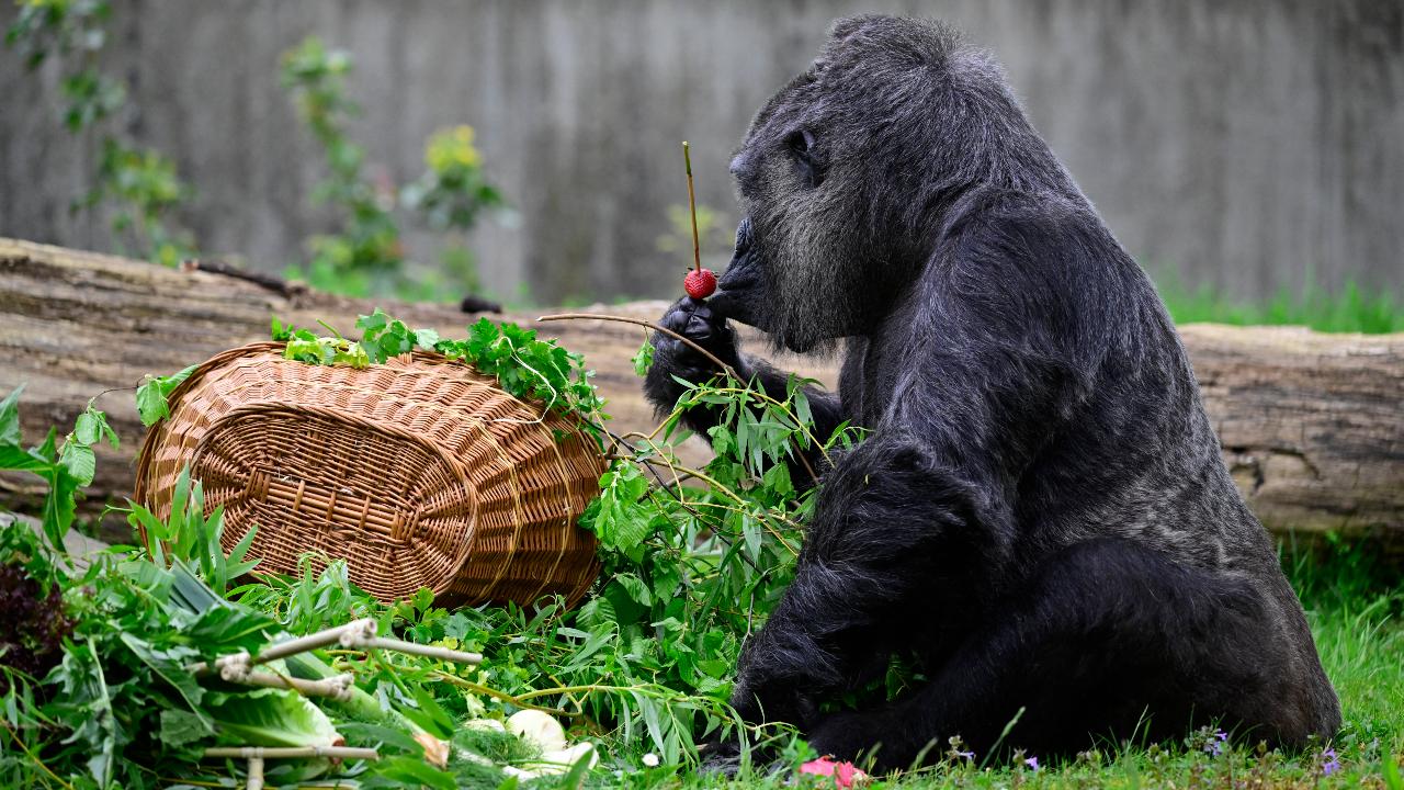 Fatou, who is a western lowland gorilla, eats an apple of her birthday basket with a 