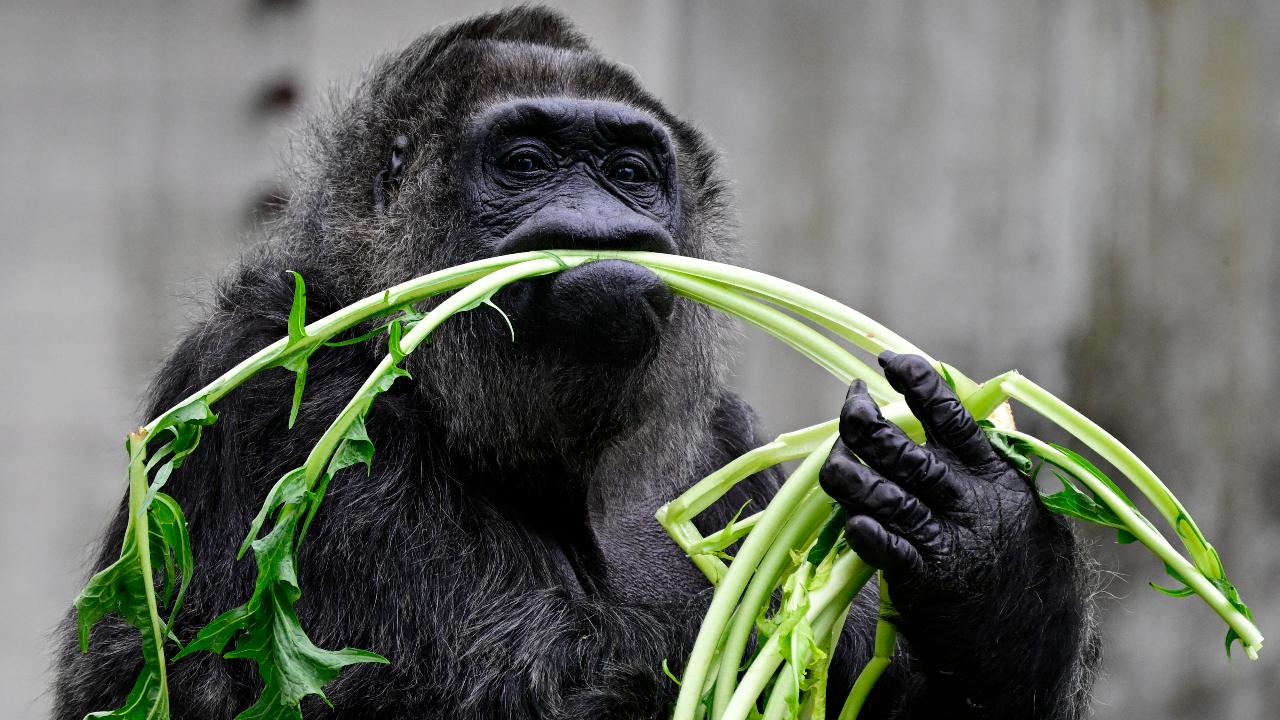 Fatou is known to live separately in her private enclosure, and away from the other gorilla. In picture, Fatou enjoys treats during her 67th birthday celebration in 2024