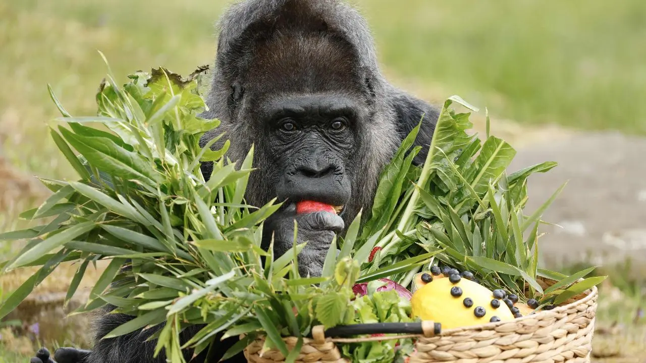 Fatou is believed to have arrived at the Berlin Zoo in 1959, and has been residing there since then. Photos Courtesy: AFP