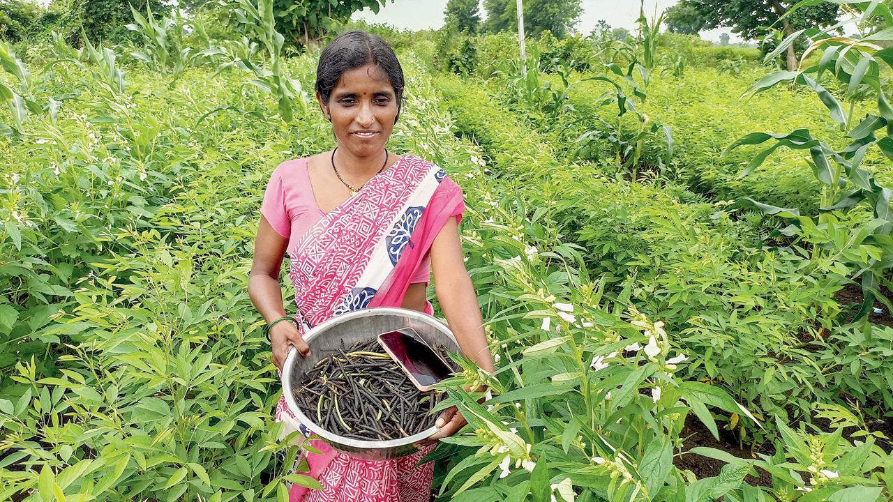 Padma Bhusari’s family opposed her planting urad, moong, sesame, and maize—never before grown on their soil—but when the crops thrived, they had to acknowledge her experimentation. Pic/Swati Satpute