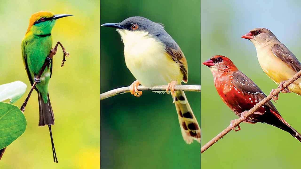 Embark on a birdwatching trail at eco-restored Taloja Hills