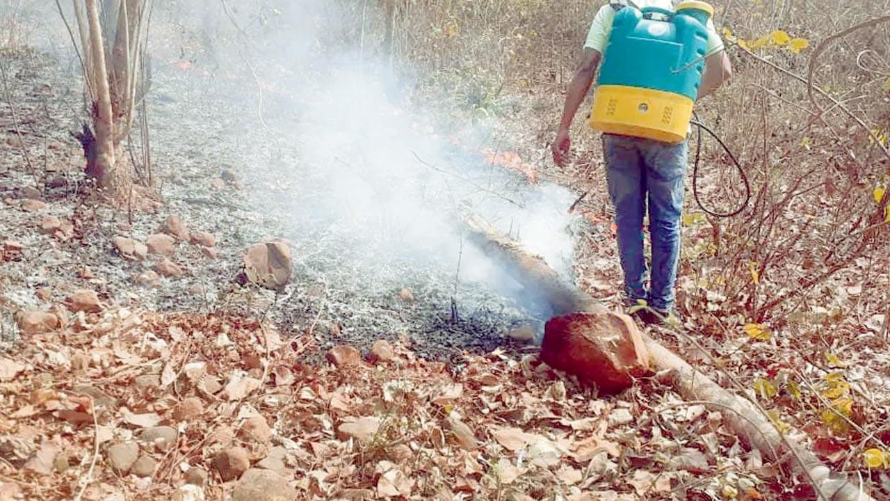 Bombay High Court relief to daily wage forest labourers