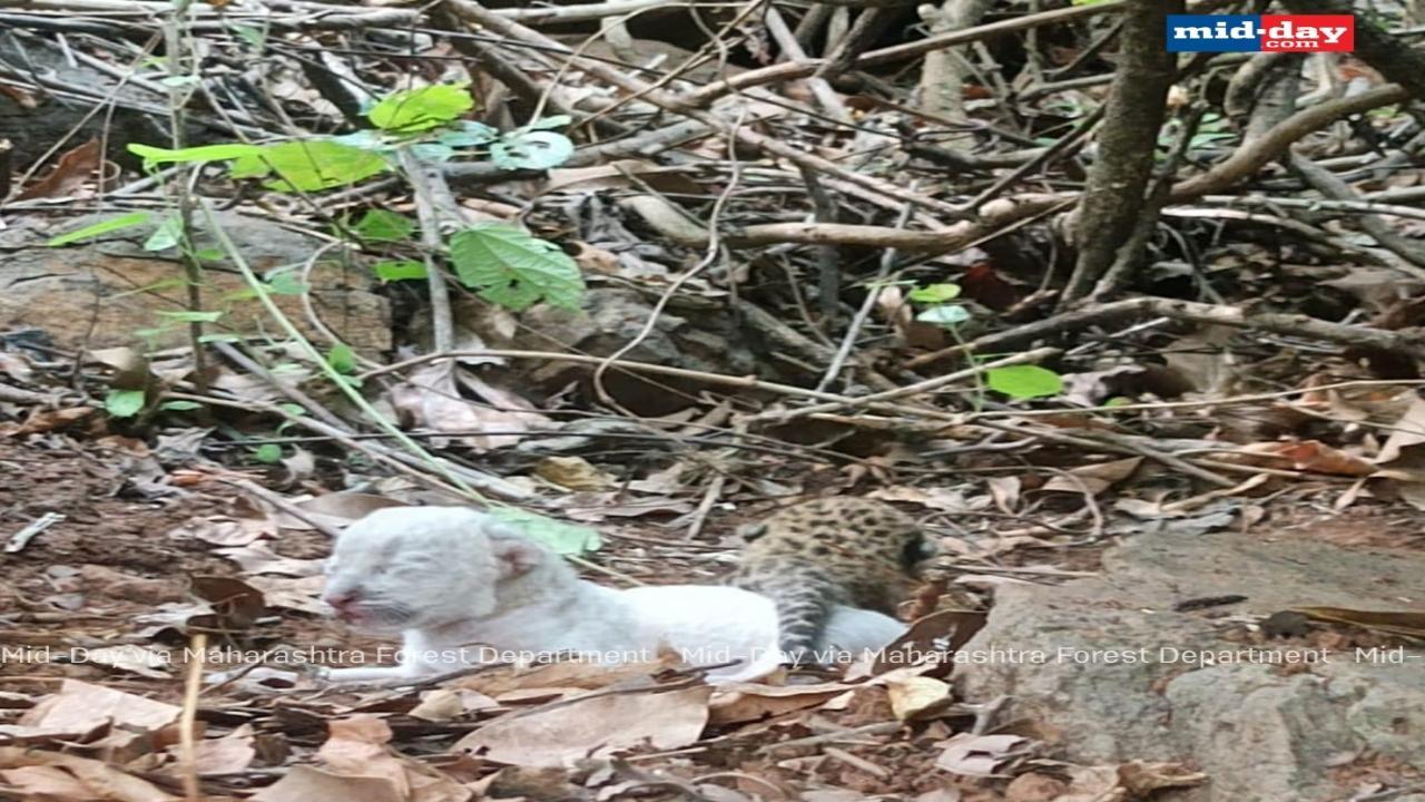 In a first, rare white leopard cub spotted in Ratnagiri