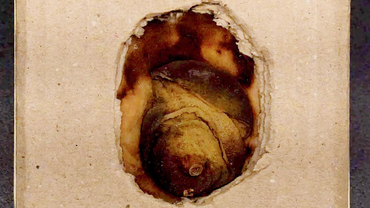 110-year-old lemon part of MI5 exhibition