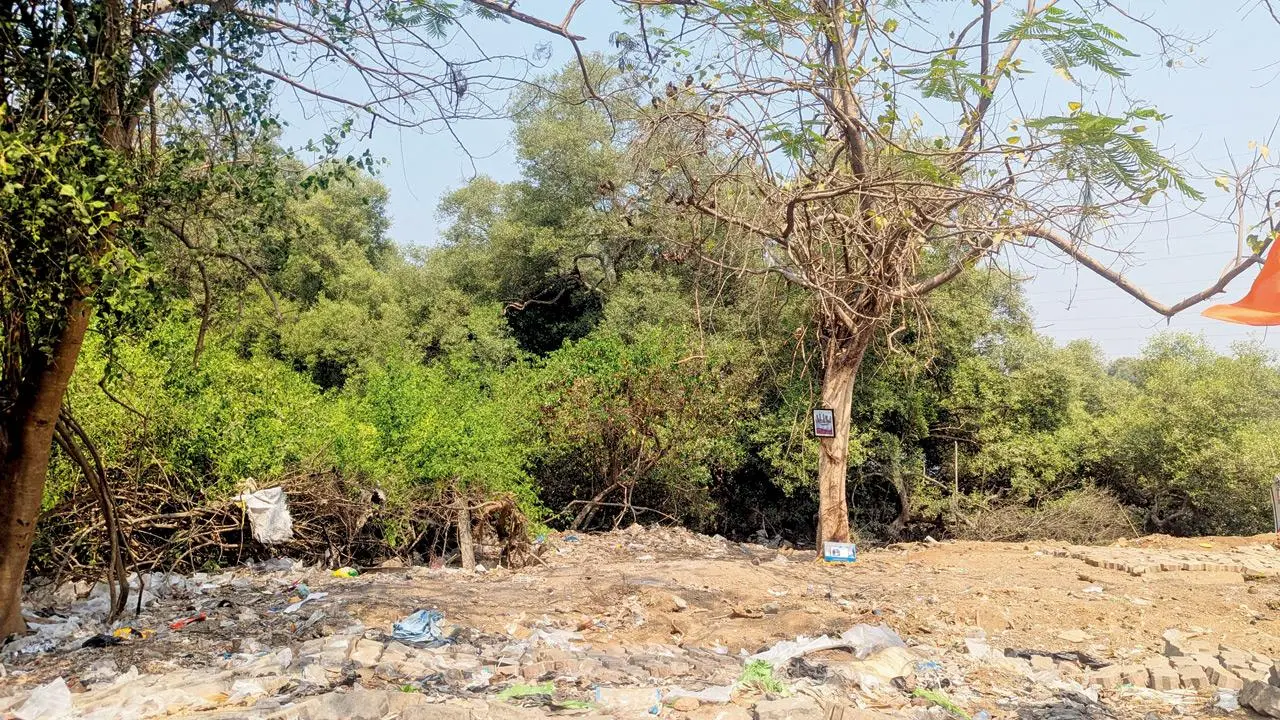 Mumbai: Mangrove mafia in Andheri?