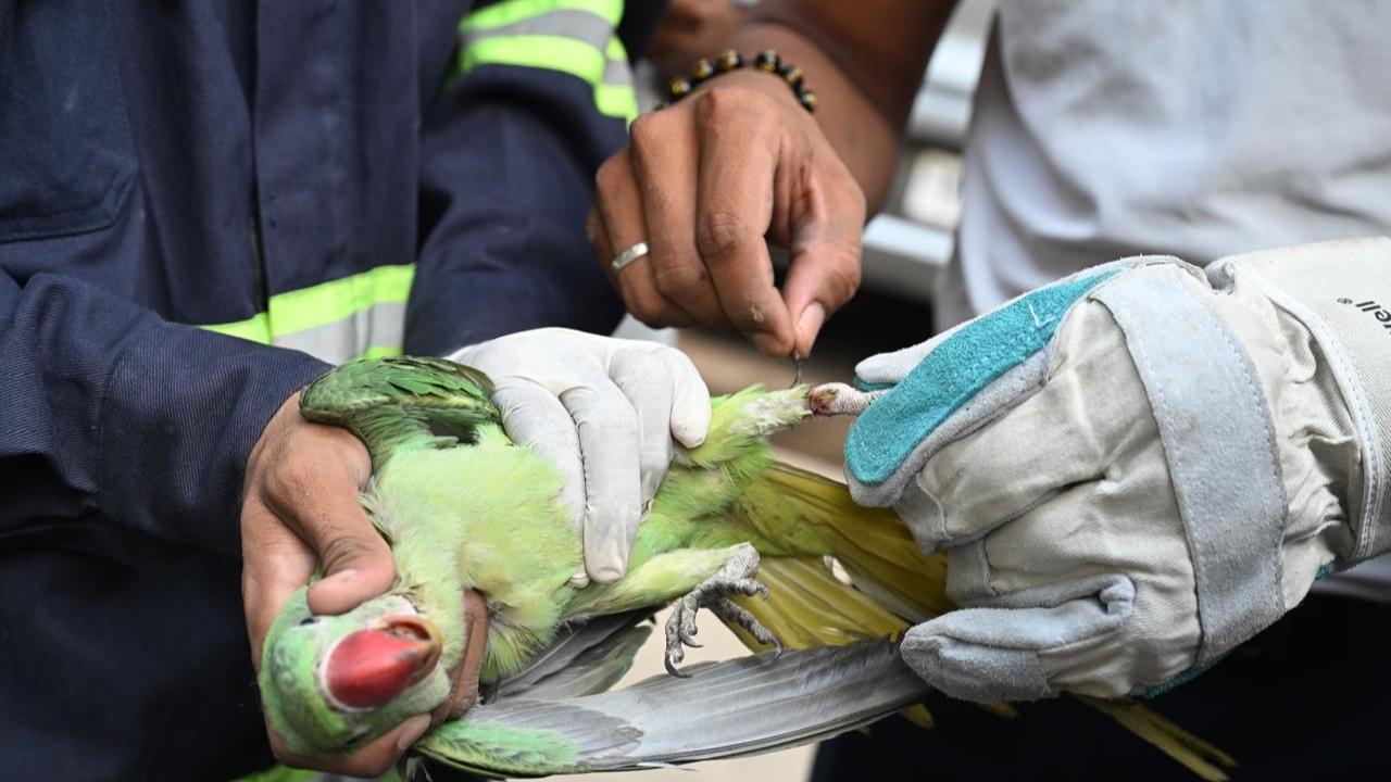 The bird had become entangled in electrical cables, prompting local residents to alert authorities
