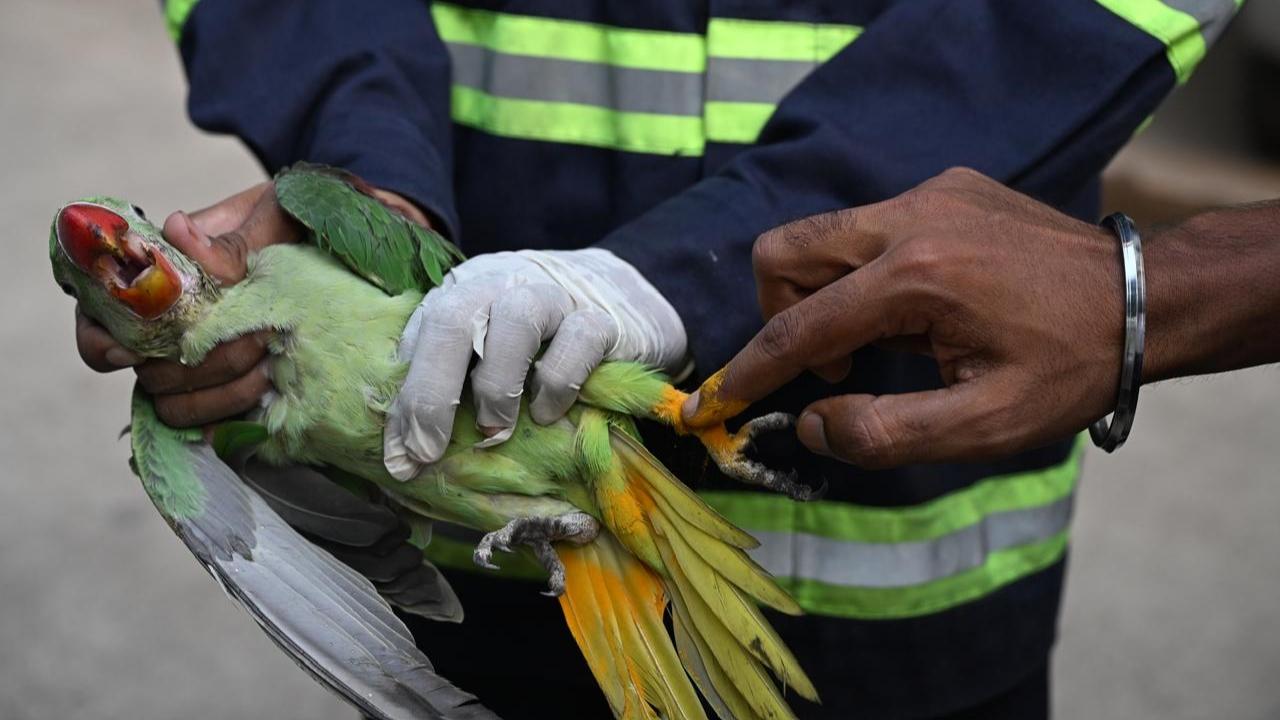 The Mumbai Fire Brigade officials rescued the parakeet near Press Enclave, Aahana Co-operative Housing Society in Sion
