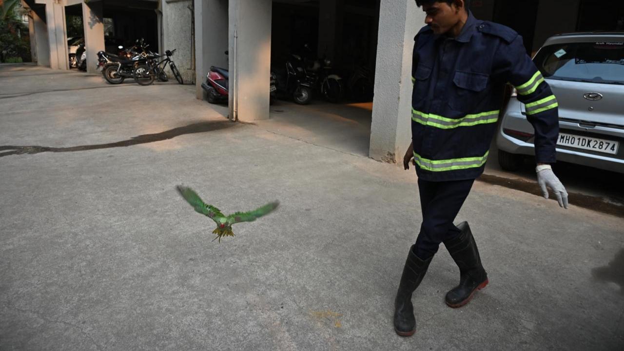 The use of sharp Chinese manjha poses a significant threat to birds, often leading to injuries or fatalities