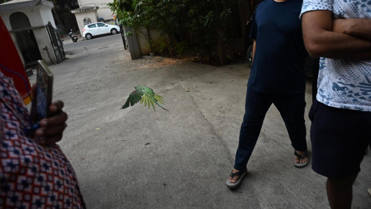 Environmentalists continue to urge citizens to use eco-friendly alternatives and avoid harmful kite-flying materials