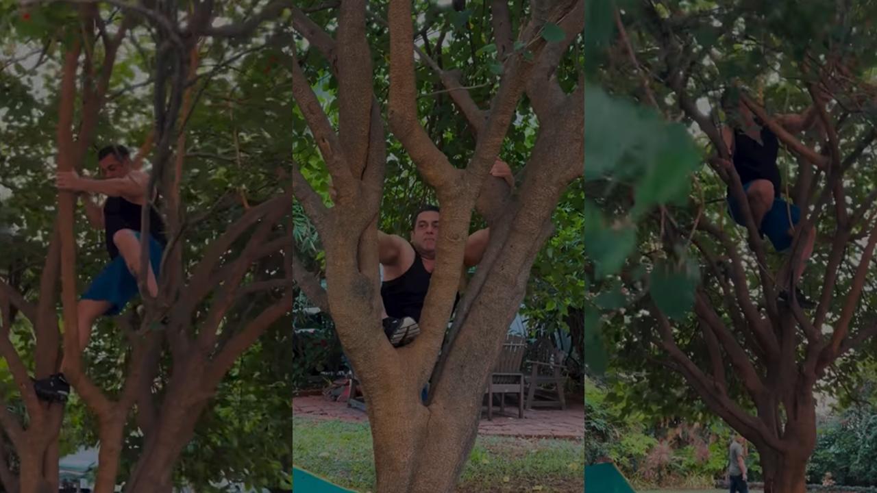 Watch! Salman Khan defies health concerns, climbs tree to fetch berries