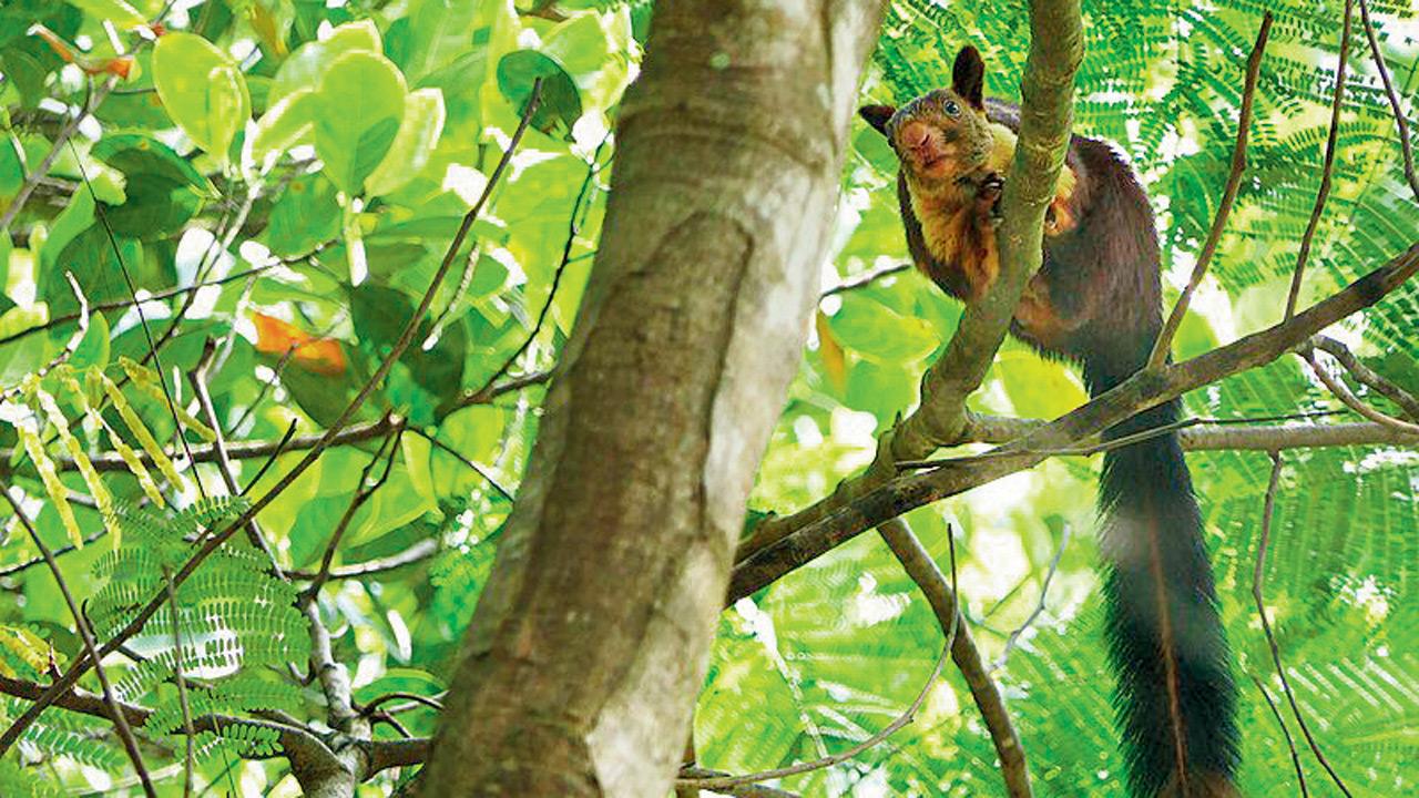 Maharashtra’s state animal Shekru or the Indian Giant Squirrel. PIC COURTESY/WIKIMEDIA COMMONS