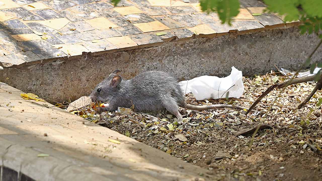 Residents claim rodents have been taking refuge in brick and concrete enclosures that are too close to tree trunks