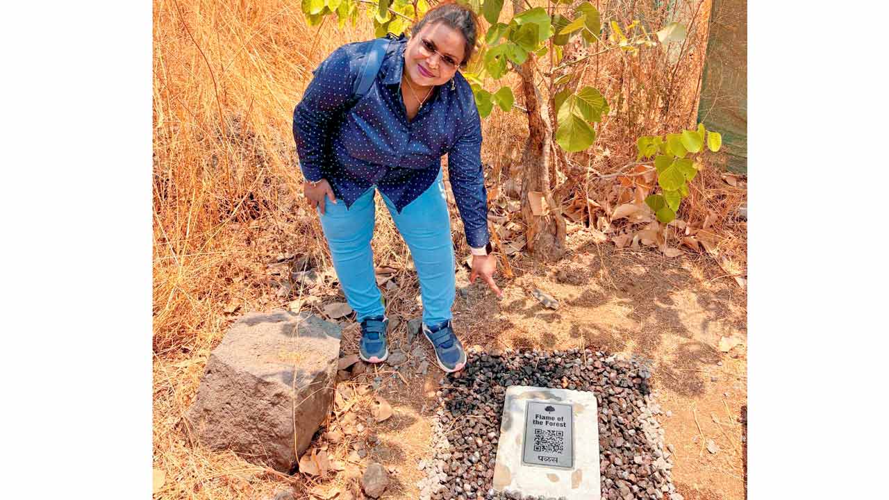 Dr V Shubhalaxmi places a QR code-enabled information panel under a Palash tree