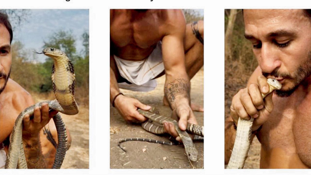 Navi Mumbai: Foreign influencers now linked to illegal king cobra handling