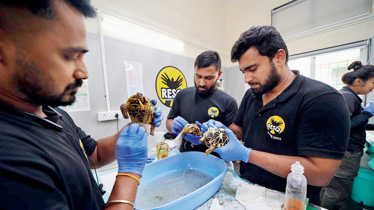 Tortoises during the early days of treatment