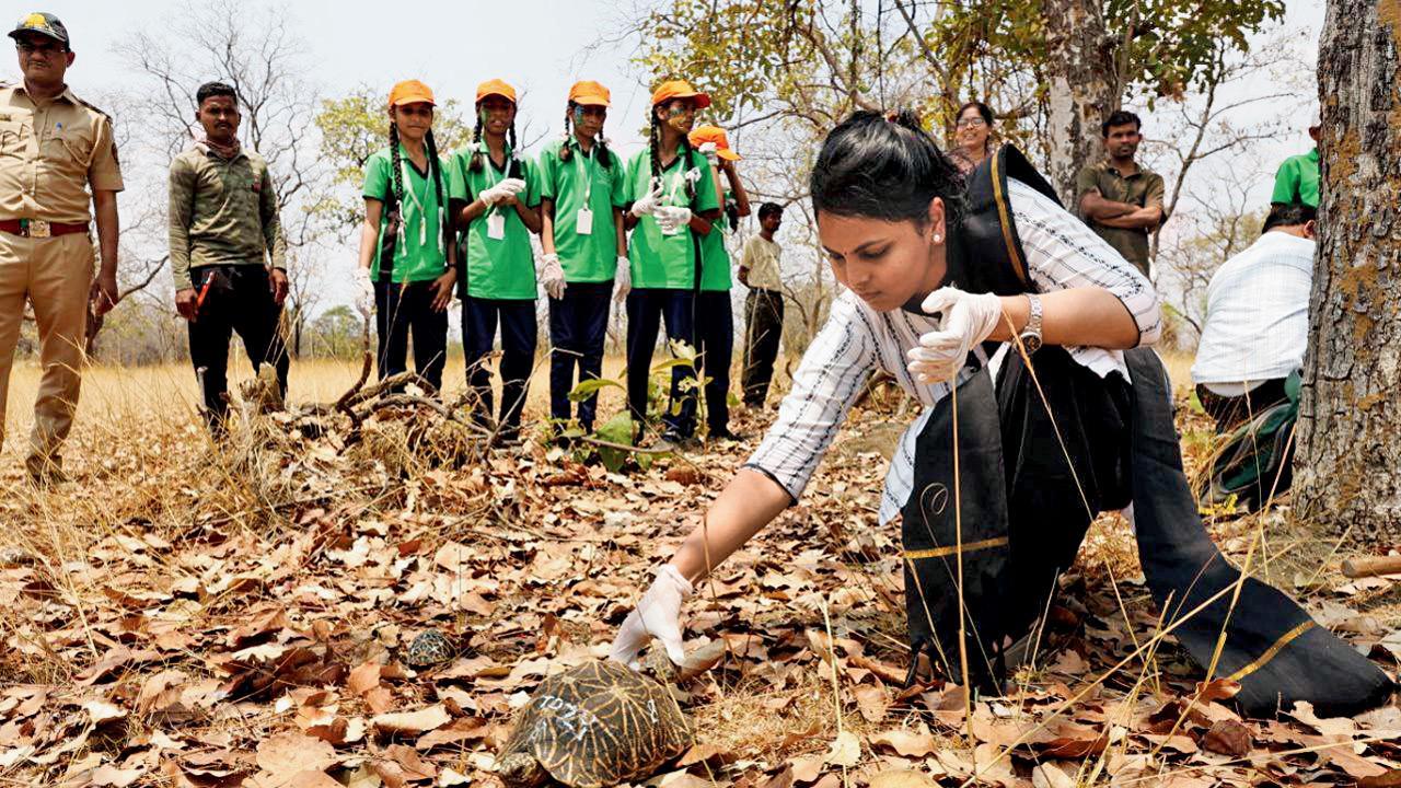 Maharashtra: Shell by shell, a forest reclaims its own