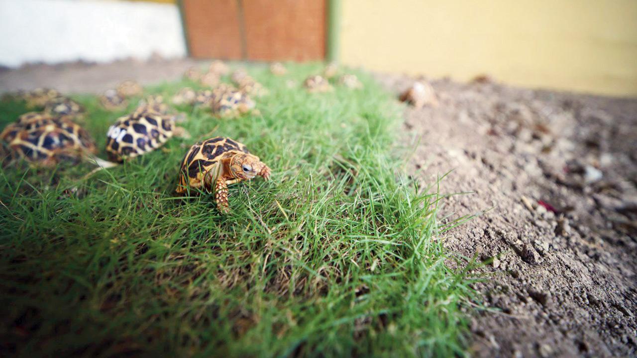 Rehabilitation programmes were designed to mirror natural conditions and prepare the reptiles for the wild