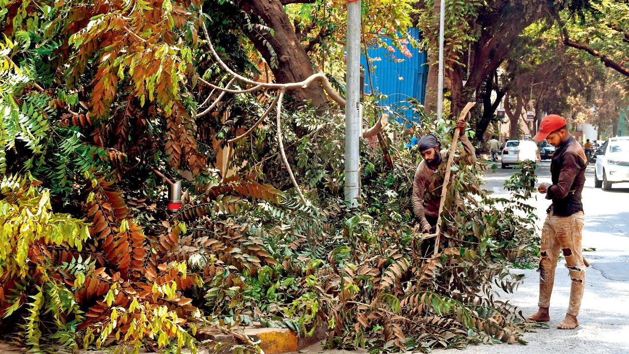 Mumbai: ‘Bring back harsh fines for felling trees,' says environmentalist