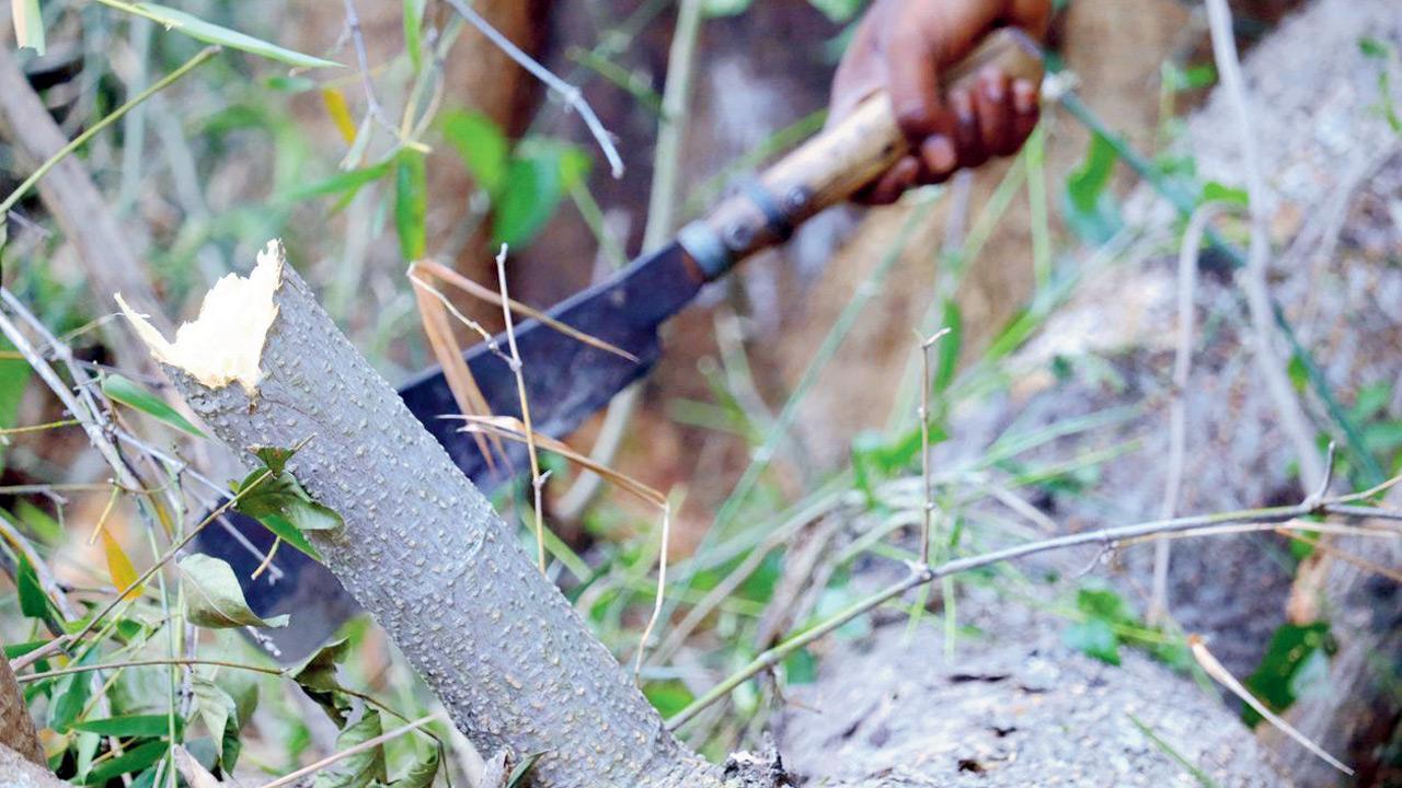 Maharashtra: Locals oppose tree felling for road-widening project in Satara