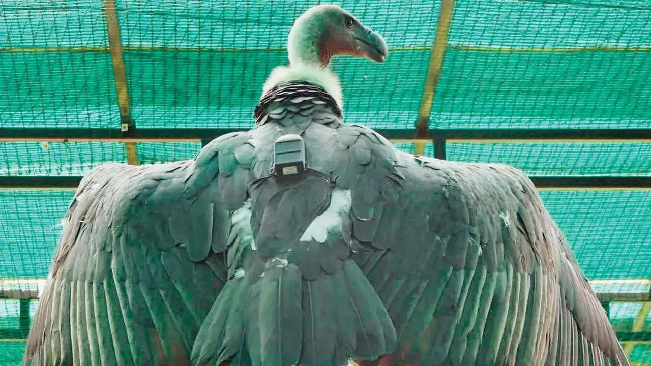 34 endangered vultures relocated from Haryana's Pinjore to Maharashtra