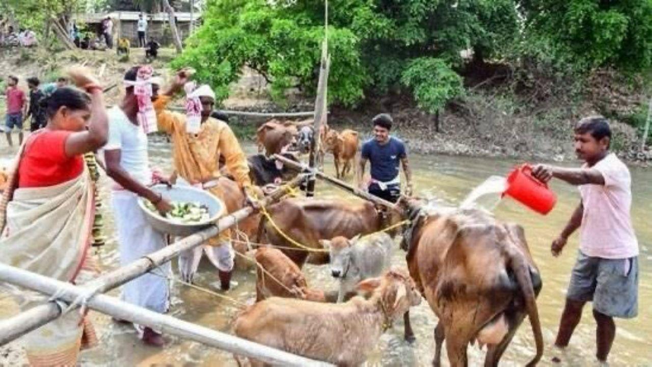 The Bihu celebrations began on Monday with the Garu Bihu festivities. The day is dedicated to the worship of the cow, symbolising motherhood, sustenance, and purity