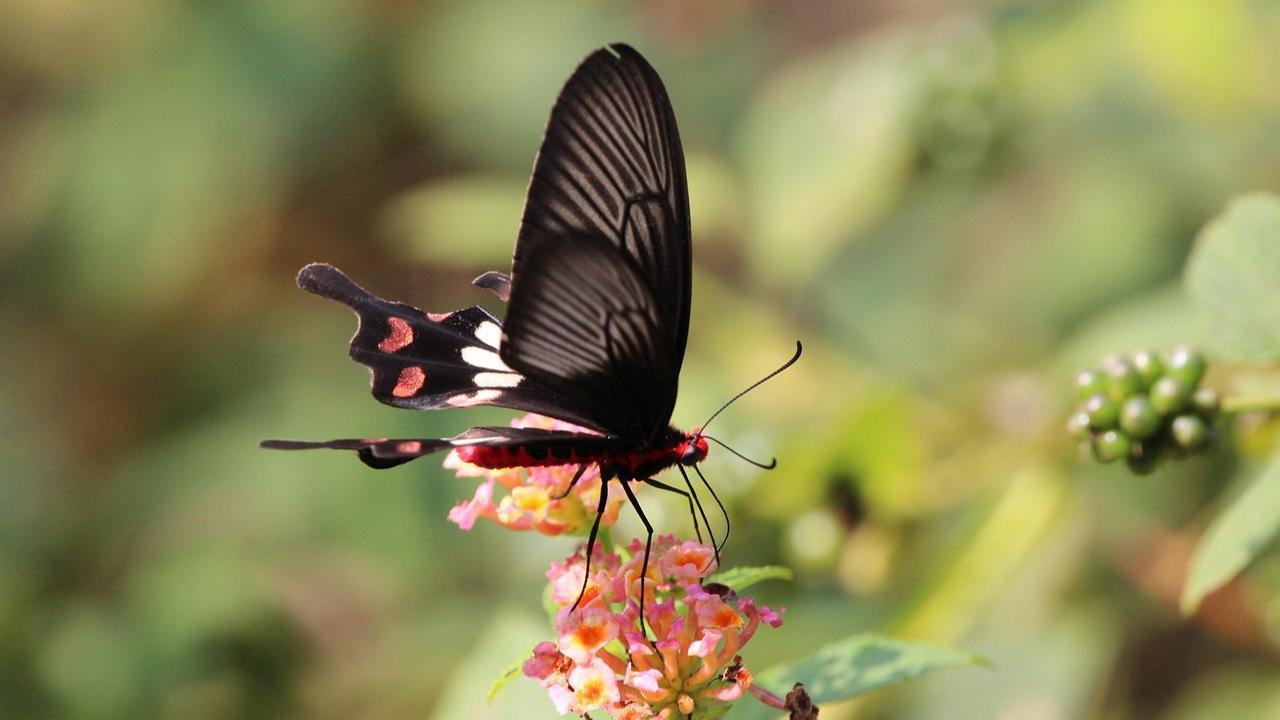 Uttarakhand's first butterfly gallery opens in Dehradun
