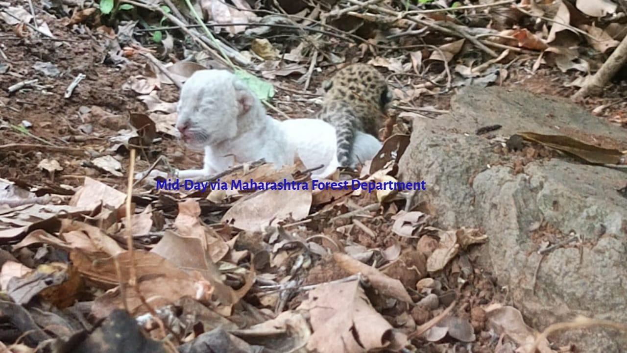 In a first, rare white leopard cub spotted in Ratnagiri