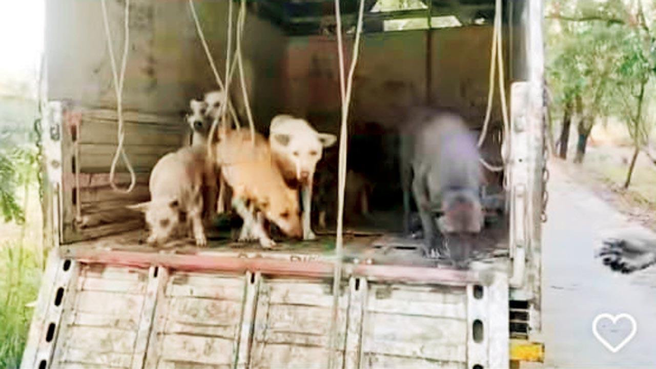 A still from a viral video showing the canines being released in a wooded patch at Aarey Milk Colony earlier this month