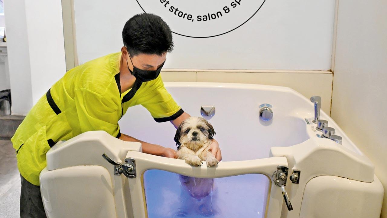 It’s a luxe life; Nutty enjoys the jacuzzi at the pet grooming salon named after him. Pic/Anurag Ahire