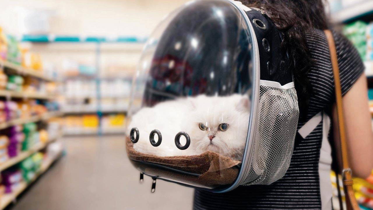 A carrier such as this one costs up to Rs 4000. Representational pic/iStock