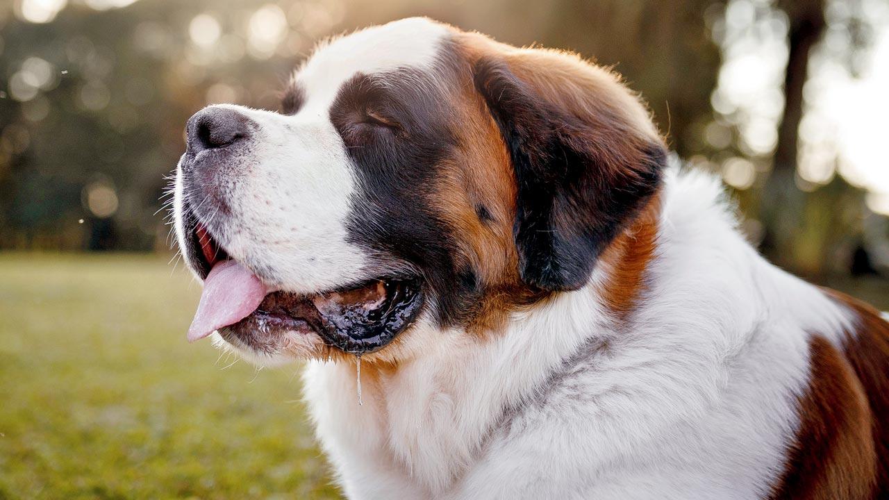 The owners of Genius, a  St Bernard in Mumbai, say they spend close to R10,000 on electricity bills due to the house being air-conditioned for the dog. Representational pic/iStock
