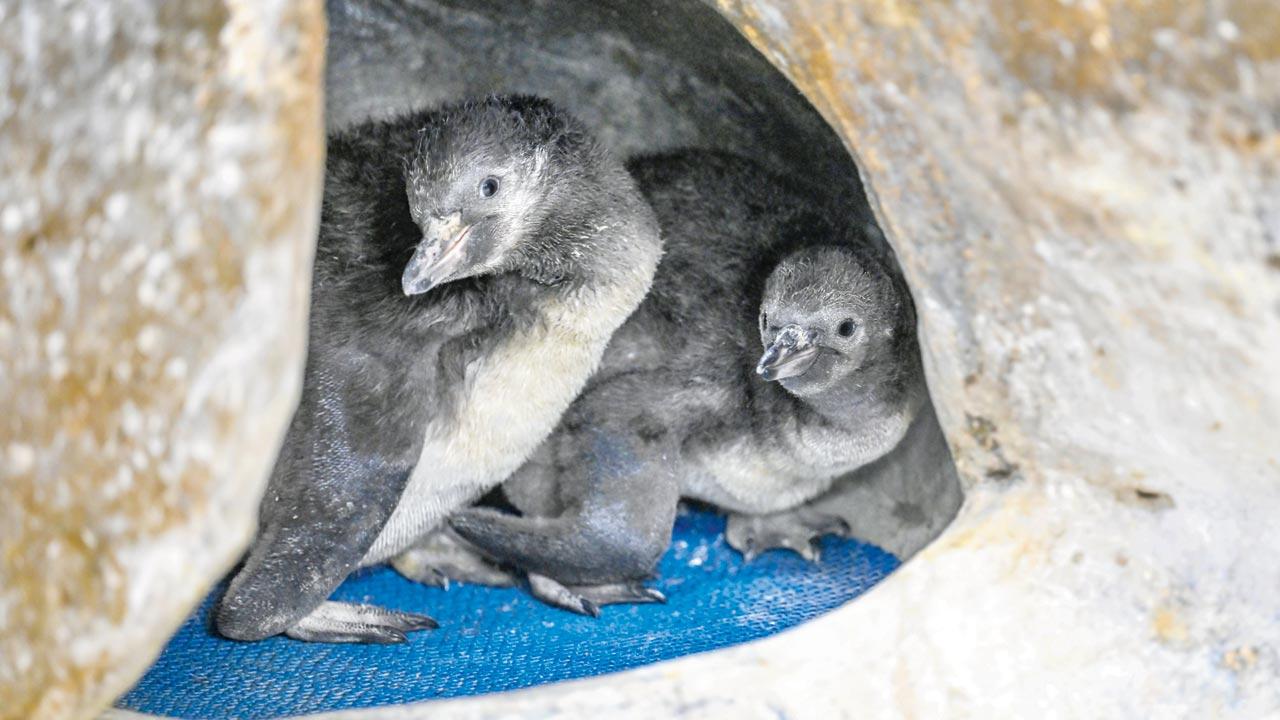 The penguins, Tom (left) and Pingu (right) at the Zoo. Pic Courtesy/The Mumbai Zoo