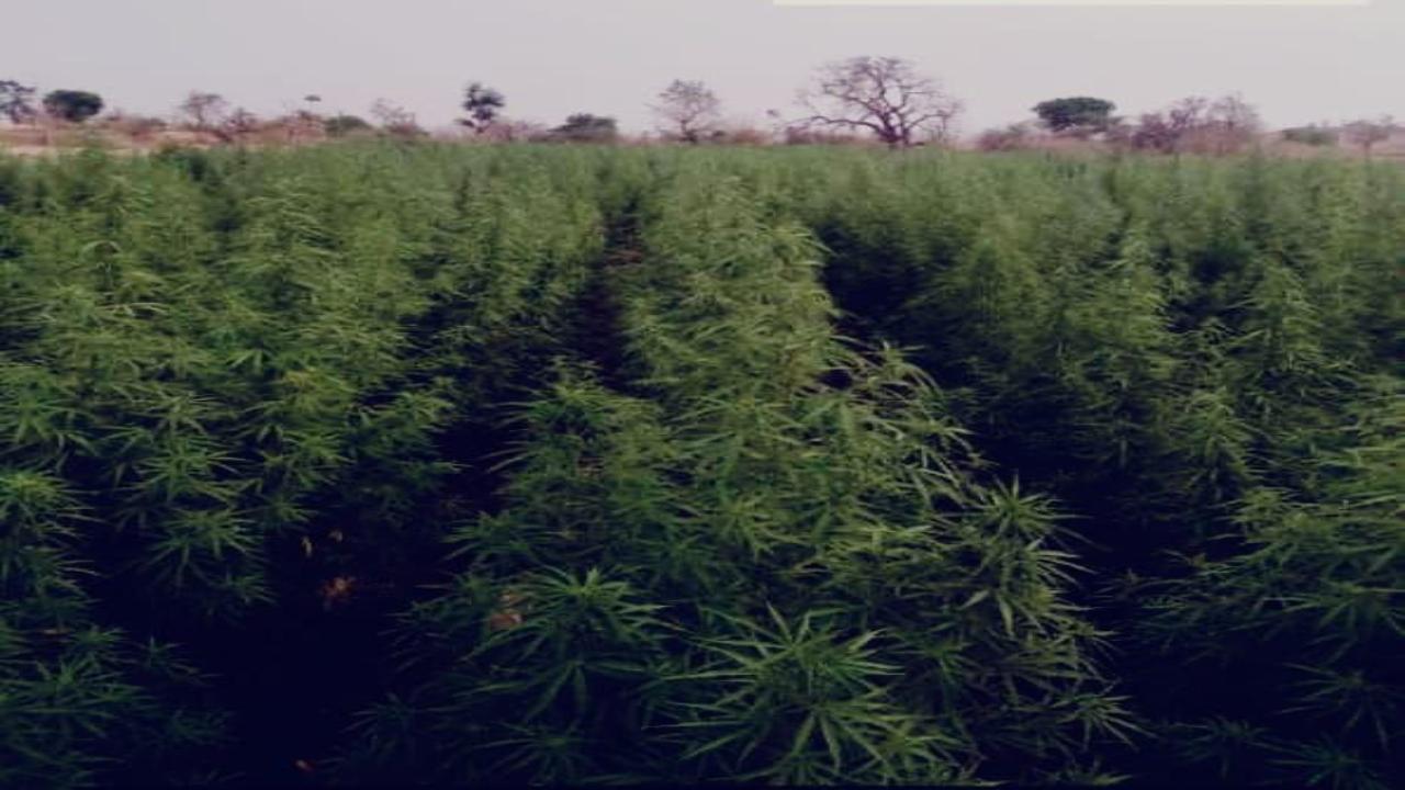 DRI destroys 9.49 acres of illegally cultivated cannabis in Dhule