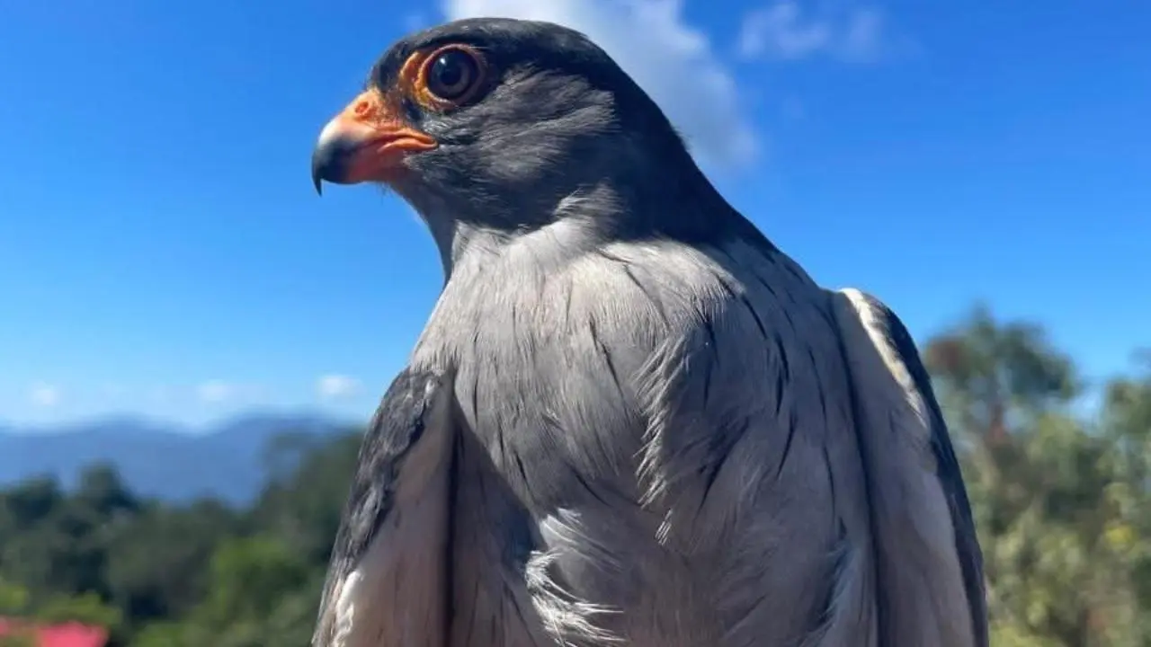 Amur Falcon ‘Chiuluan 2’ continues its journey, reaches Odisha