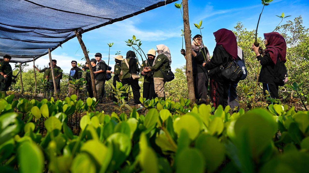 Despite being home to one of the largest and most diverse mangrove ecosystems in the world, the Asian Infrastructure Investment Bank estimates that over 60,000 hectares of mangroves were lost between 2008 and 2020 