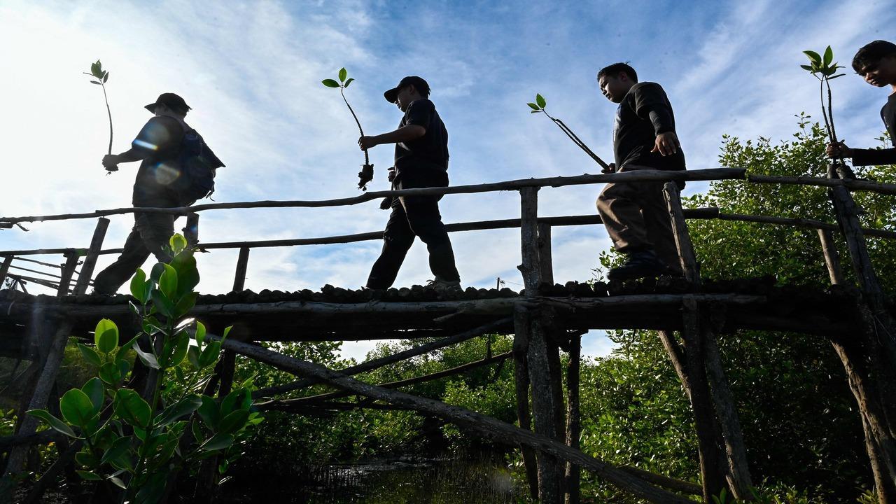 IN PHOTOS: Indonesia marks Earth Day with mangrove plantation