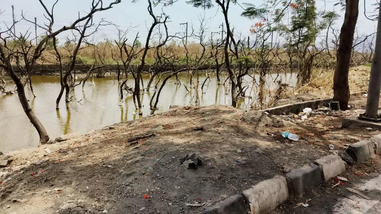 Mangrove Cell orders restoration after illegal land reclamation in Borivali