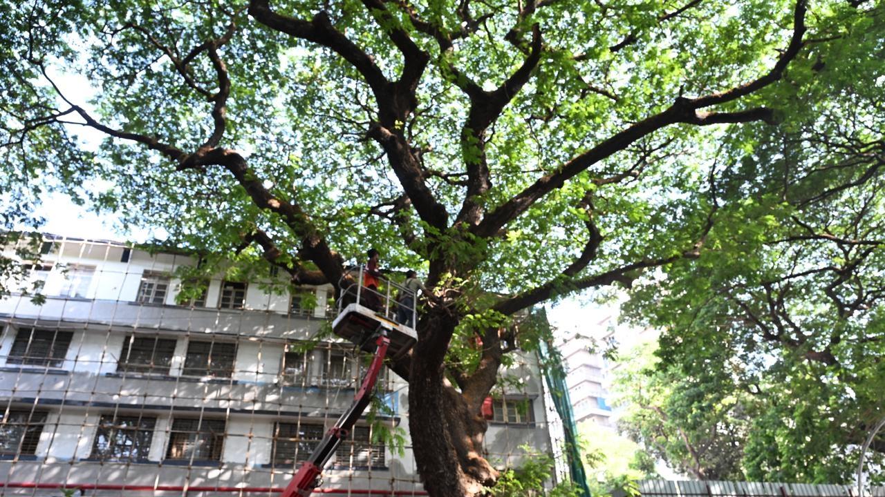 Every year, Mumbai reportedly faces incidents of trees collapsing during the monsoon, leading to blocked roads, damaged vehicles