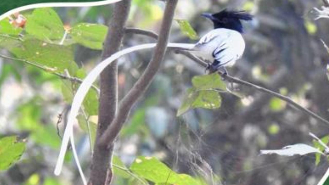 Earth Day: Nature walks, bird watching and more in Mumbai