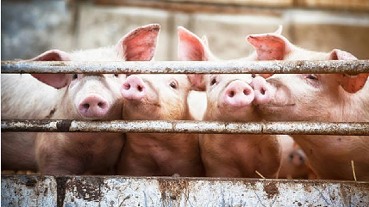 ASF kills over 1,050 pigs in 3 districts of Mizoram
