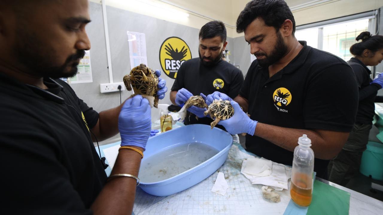 Turtle Rehabilitation Project: 340 Indian Star Tortoises released in wild