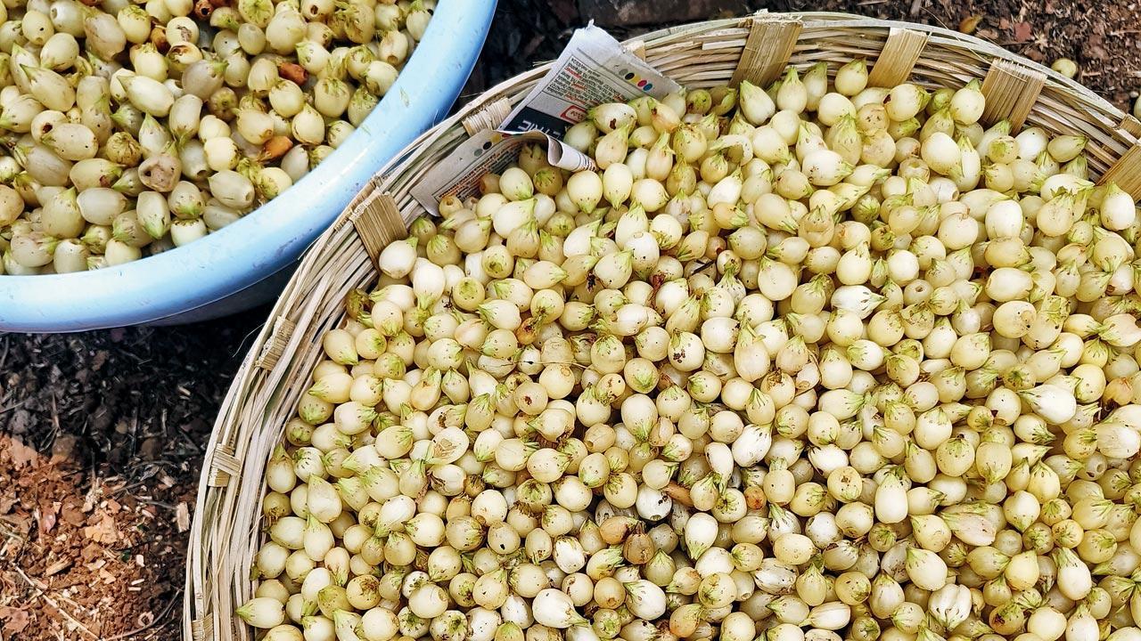 Discovering the flavours of mahura spirit amid its revival in India