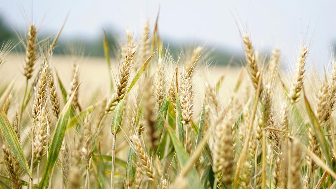 Study reveals impact of ozone pollution on major Indian food crops