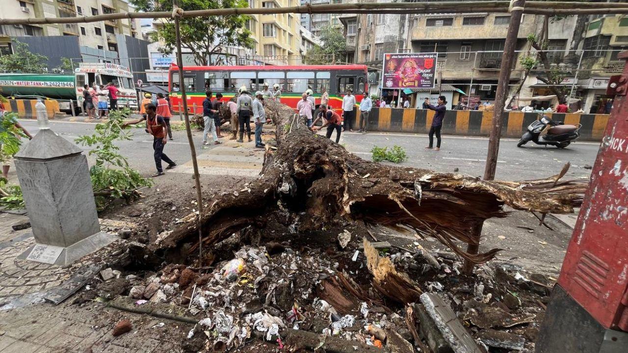 In Photos: One injured after tree falls on vehicle in Dadar